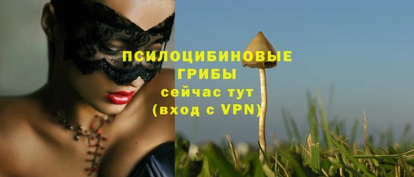 прущие грибы Дмитровск